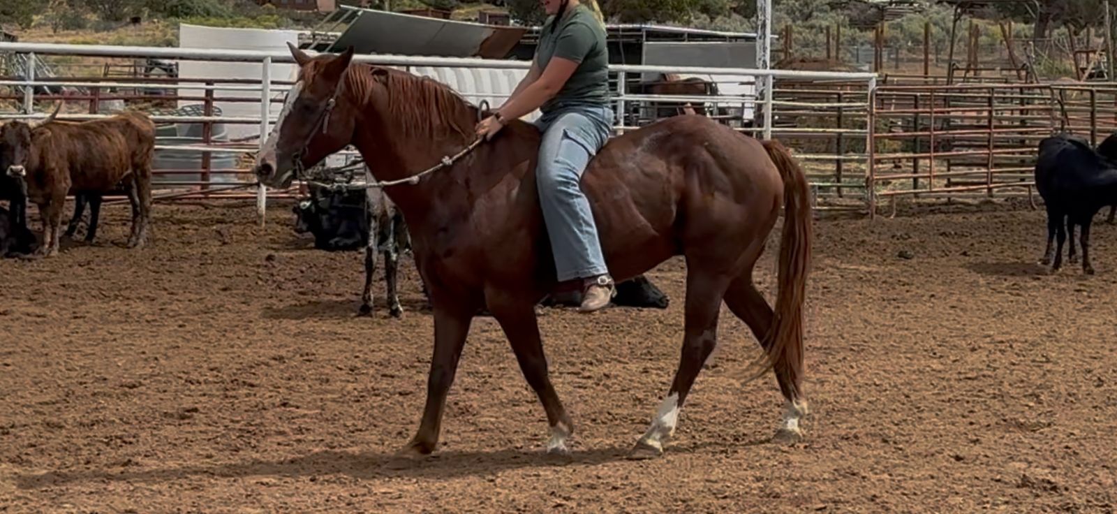 Awesome gorgeous beginner gelding!