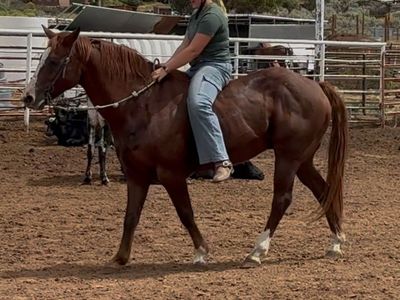 Awesome gorgeous beginner gelding!