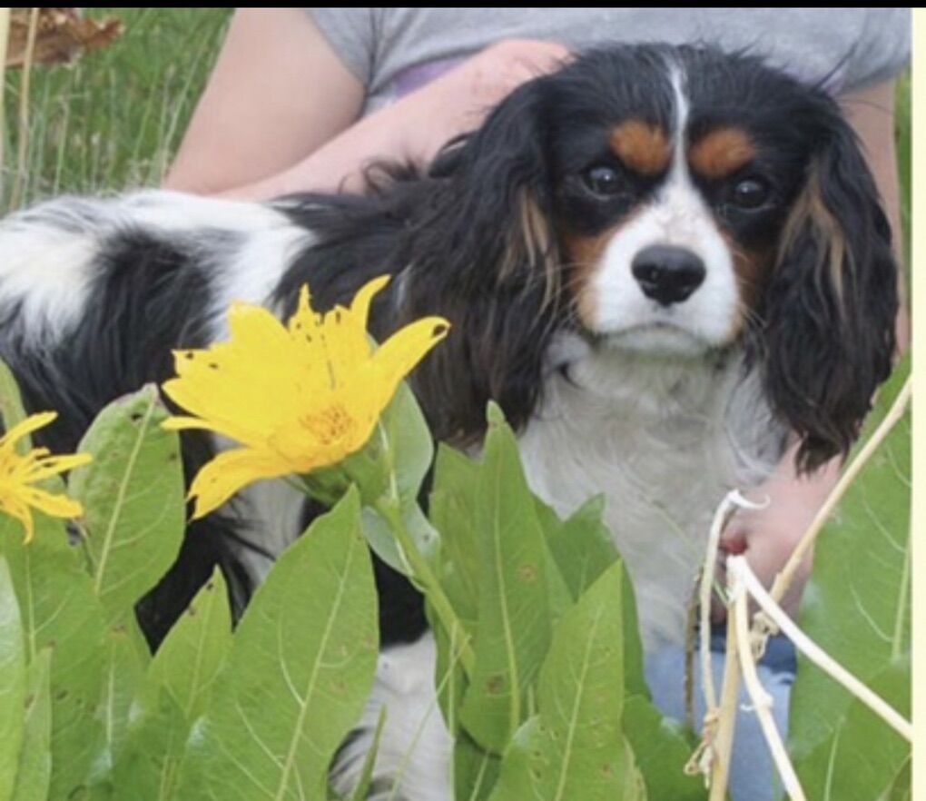 Small Cavalier, King Charles Spaniel Stud