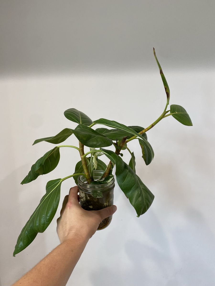 Ficus and philodendron rooted cuttings 