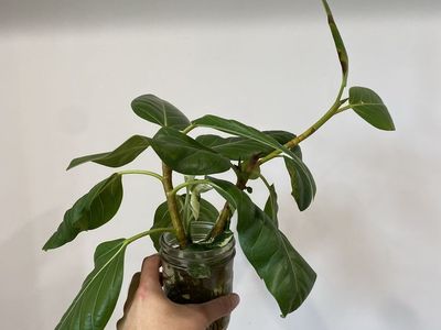 Ficus and philodendron rooted cuttings