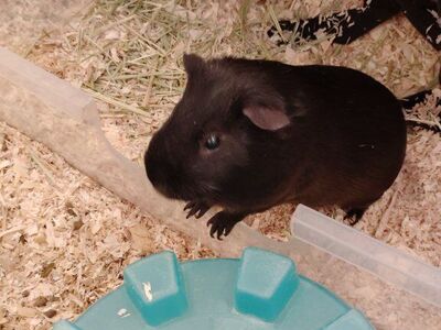 Boy guinea pig and stuff