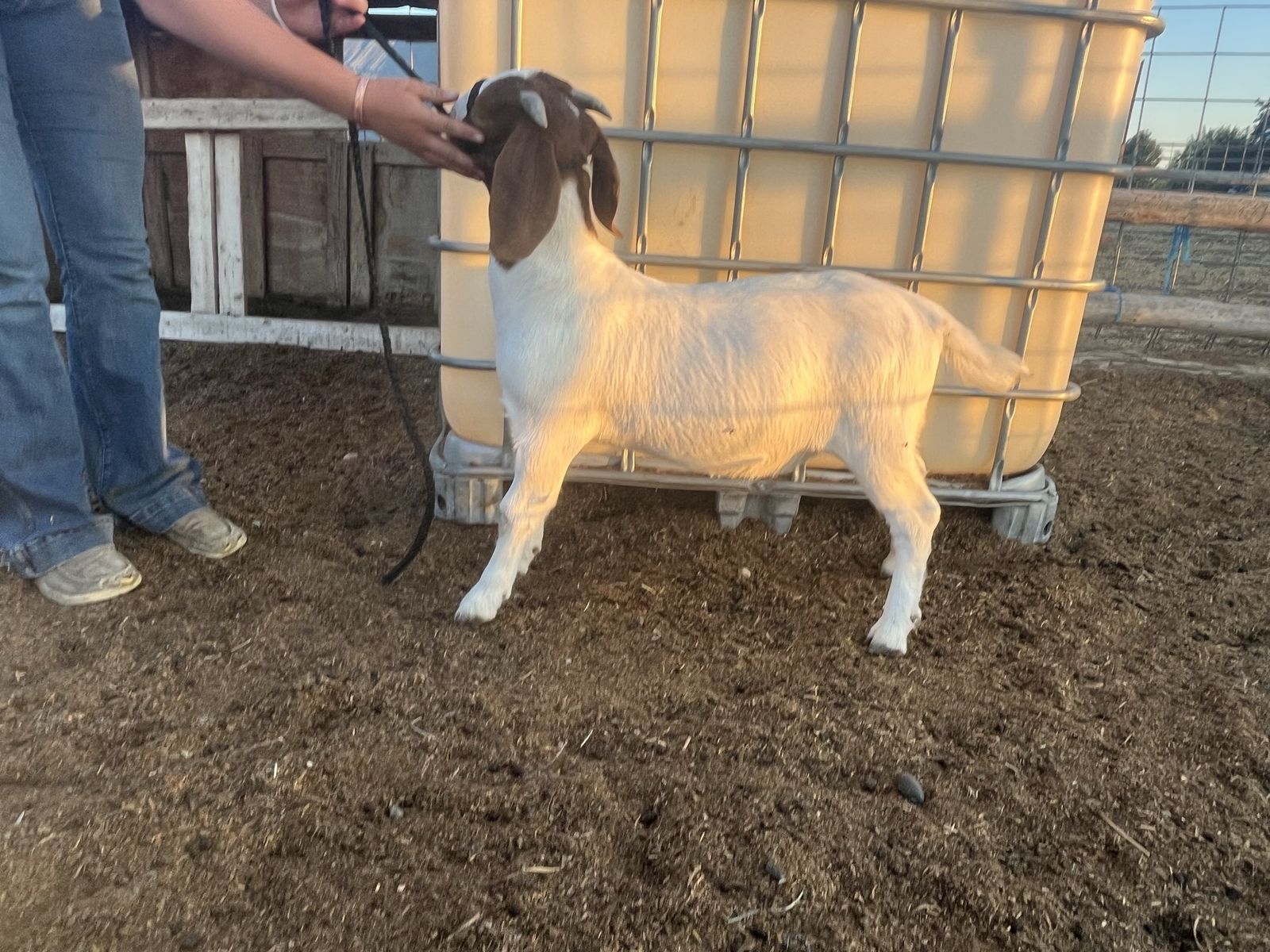 Boer Doelings
