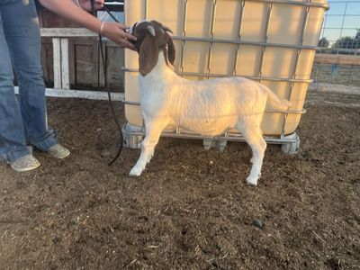 Boer Doelings