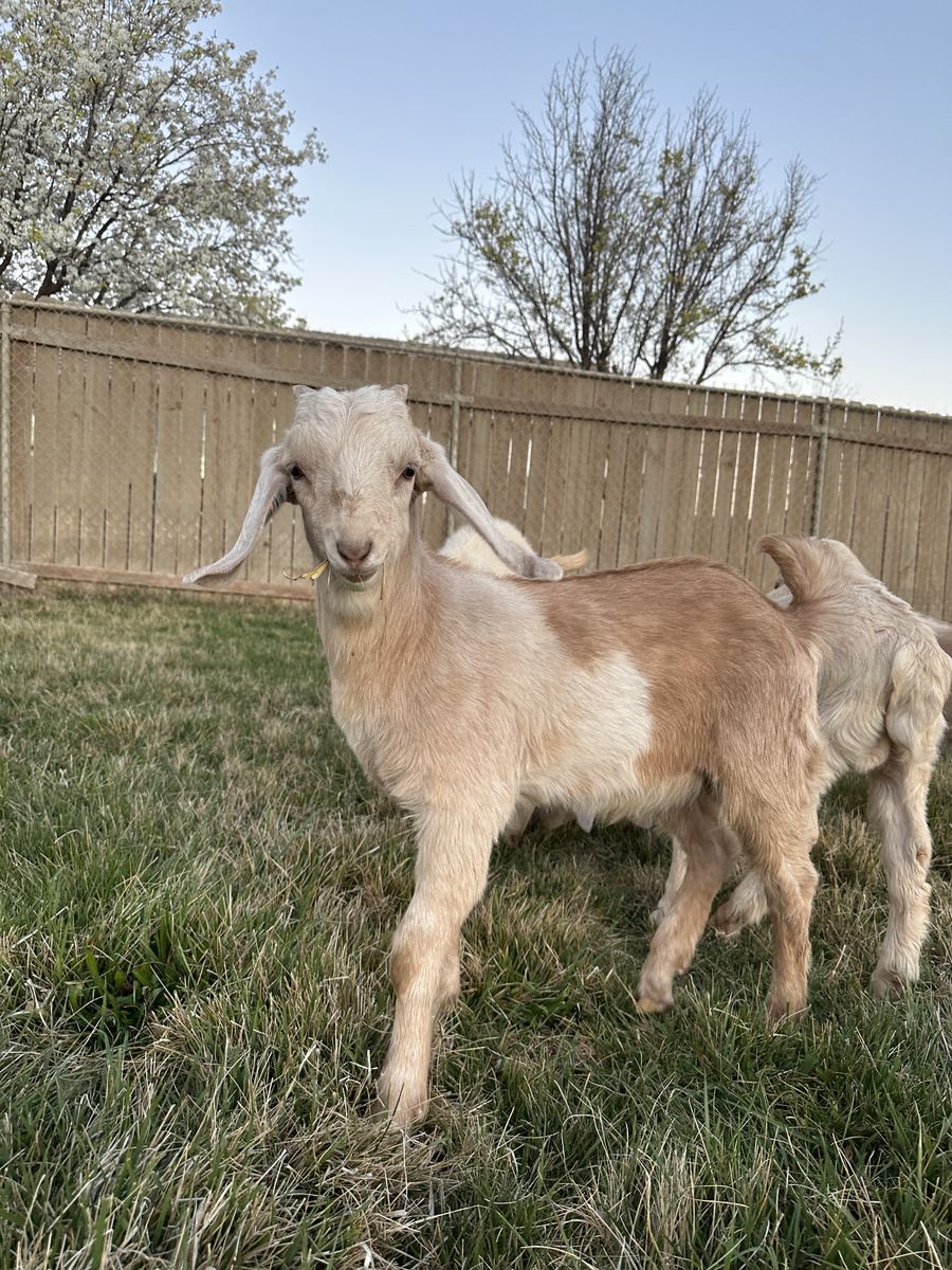 Nubian Kid Goats For Sale