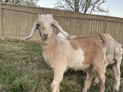 Nubian Kid Goats For Sale