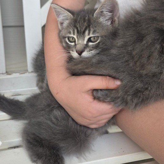 Adorable Kittens Looking for Forever Homes - Grey Tabby (male), Fluffy Grey(female), and Black(male)