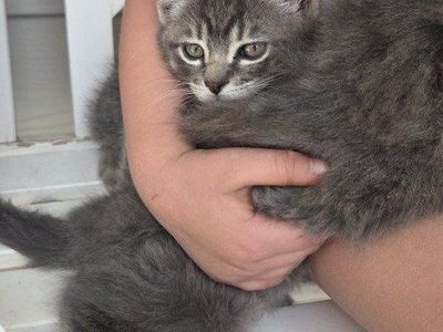 Adorable Kittens Looking for Forever Homes - Grey Tabby (male), Fluffy Grey(female), and Black(male)