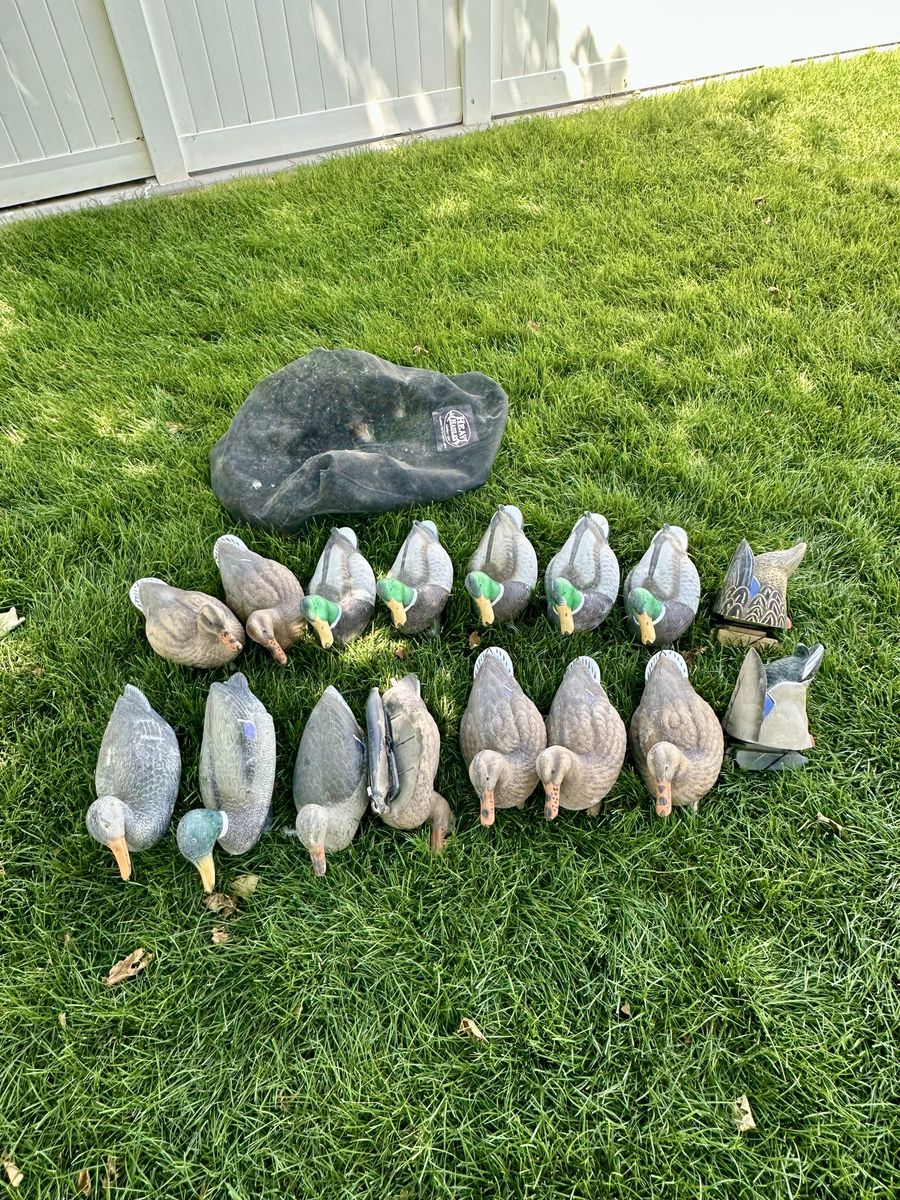 16 ea. mallard decoys and bag