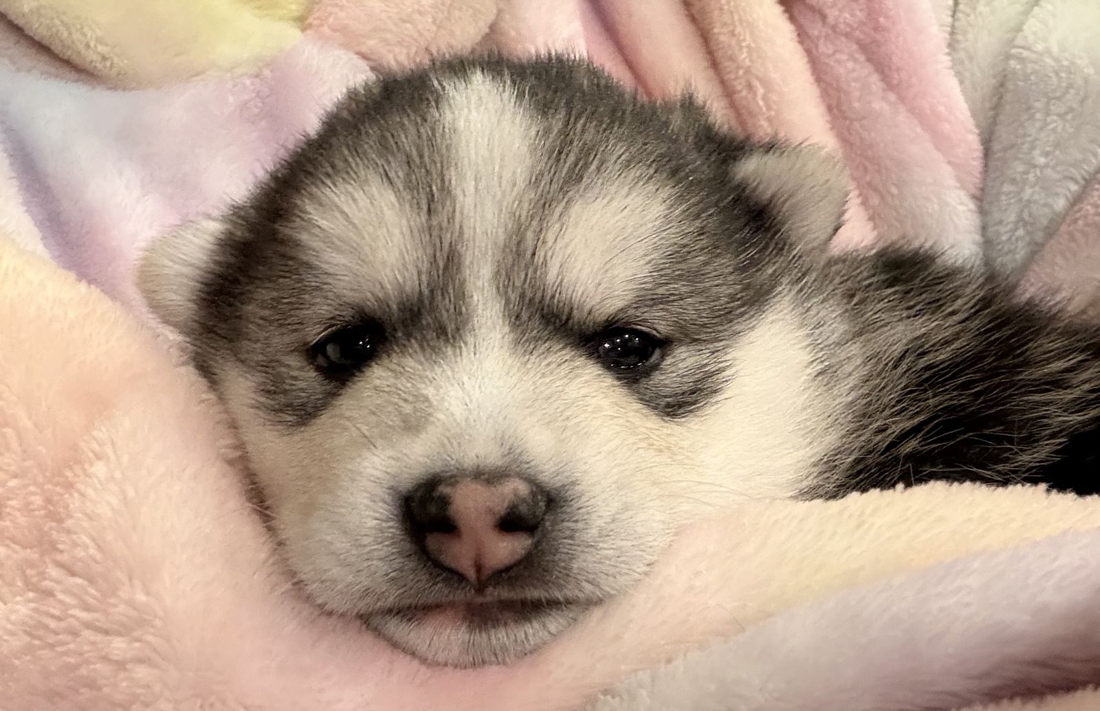 Alaskan Klee Kai Mini Husky Puppy Not Pomsky