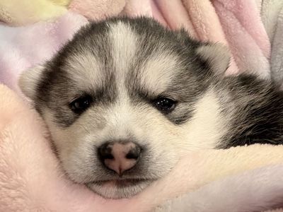 Alaskan Klee Kai Mini Husky Puppy Not Pomsky