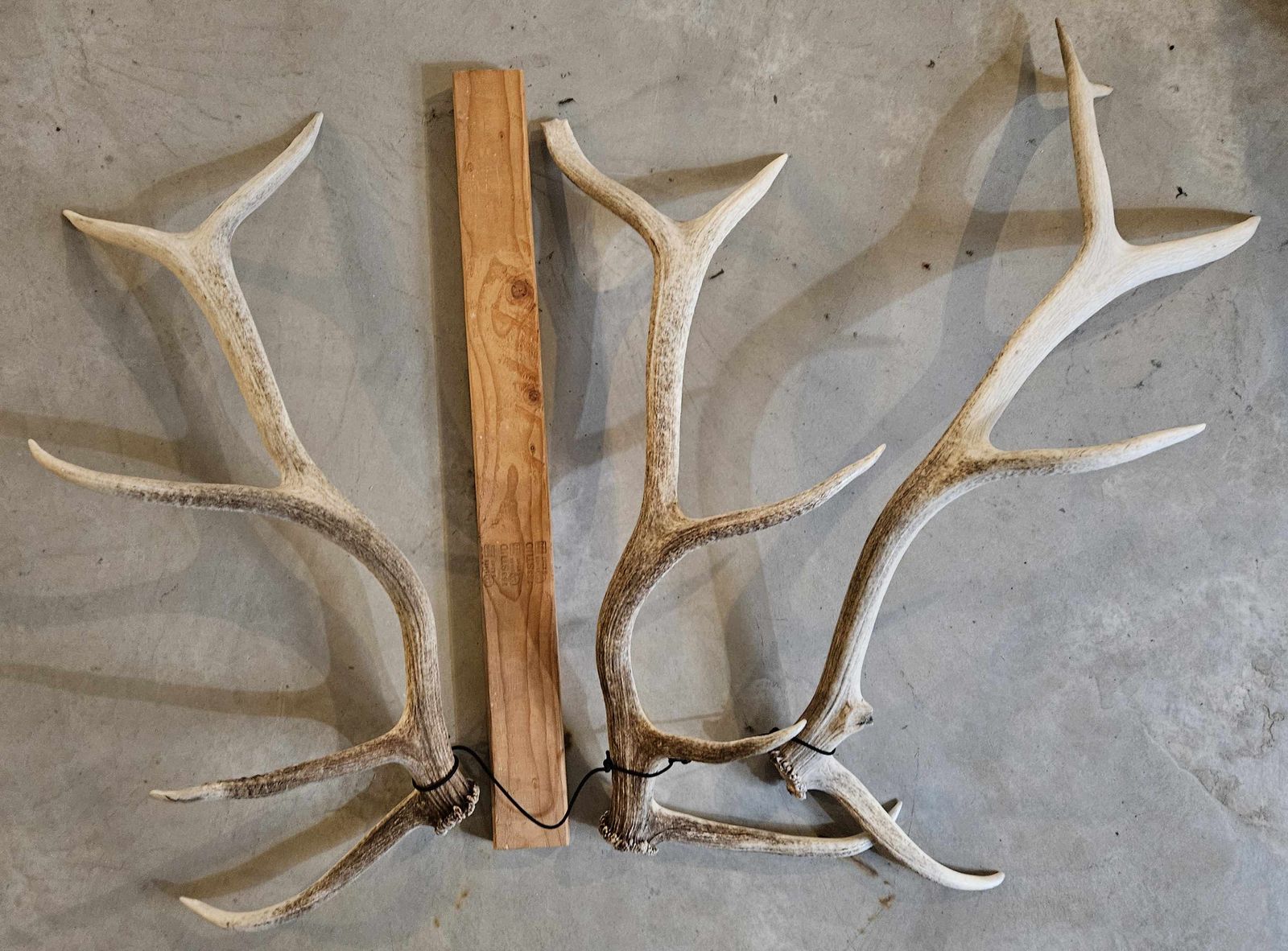 Matched set of antlers & a 3rd shed next to them