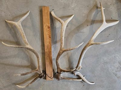 Matched set of antlers & a 3rd shed next to them