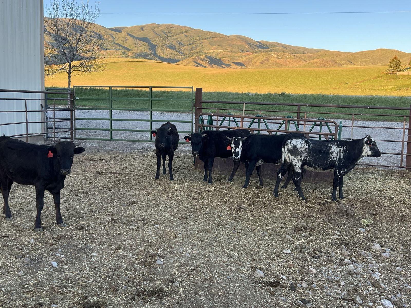 Potential Corriente team ropers