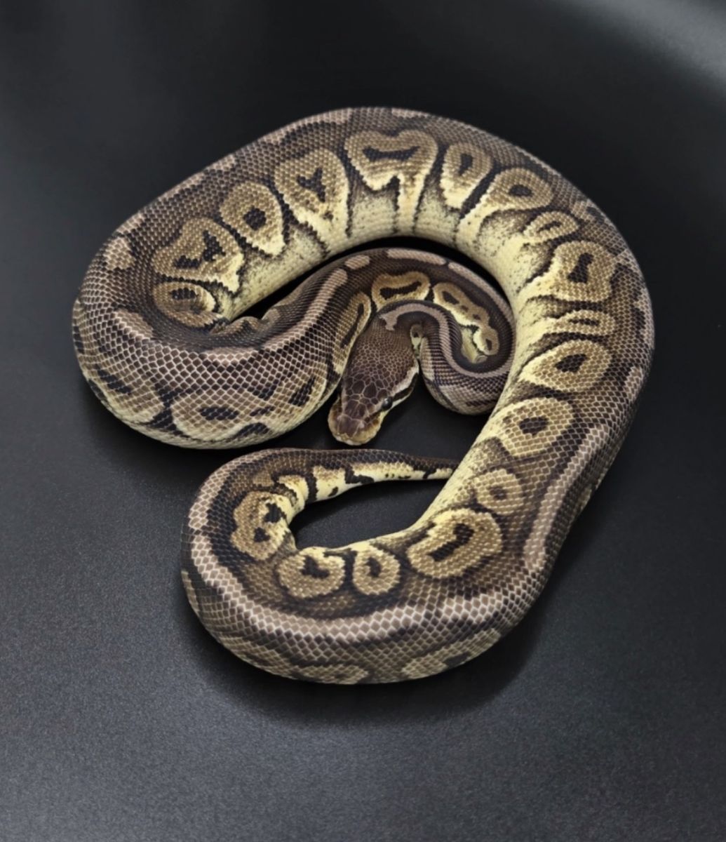 Female Pewter Ball Python 100% het albino