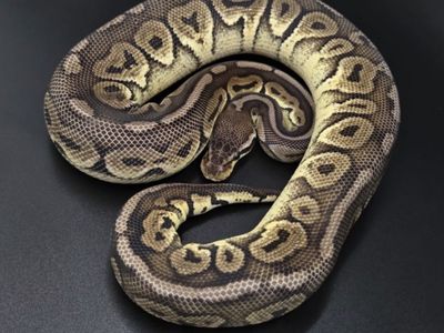 Female Pewter Ball Python 100% het albino