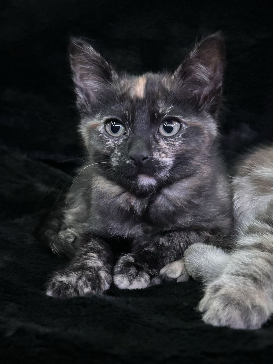 Kittens
