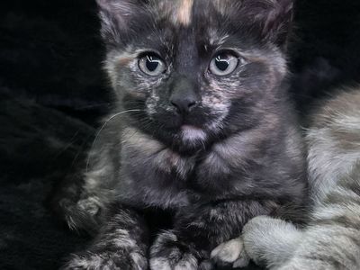 Kittens