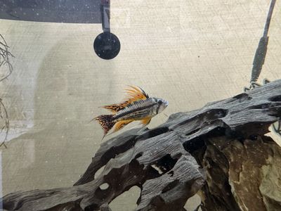 Pair of Apistogramma cacatuoides 'Triple Red' Dwarf Cichlids - Live Freshwater Aquarium Fish