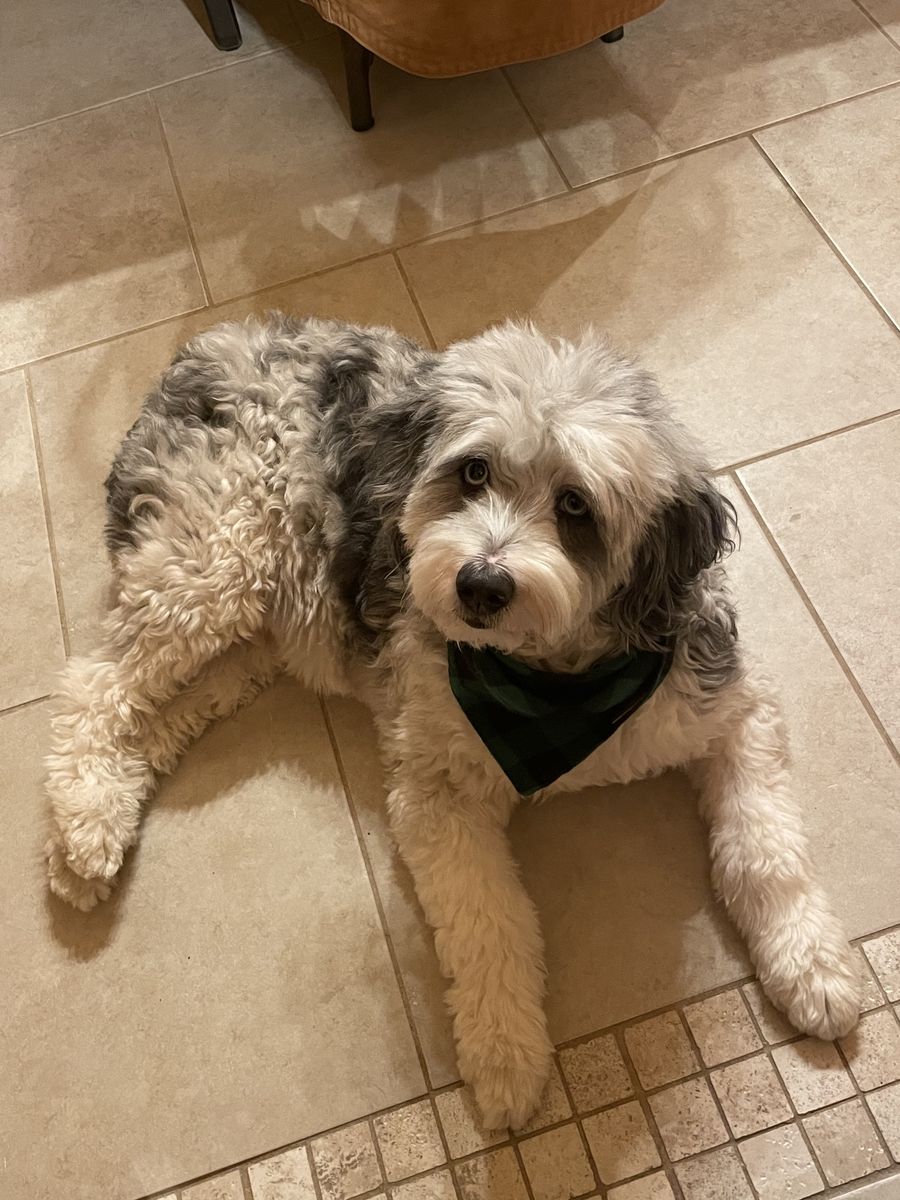 Rehome Aussie-Doodle