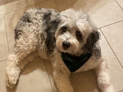 Rehome Aussie-Doodle