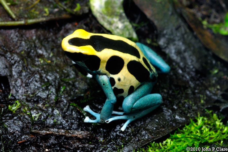 Dendrobates tinctorius Patricia Dart Frogs