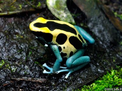 Dendrobates tinctorius Patricia Dart Frogs
