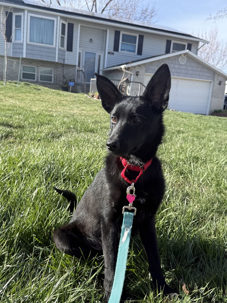 Puppy Available For Adoption