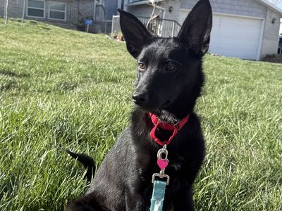 Puppy Available For Adoption