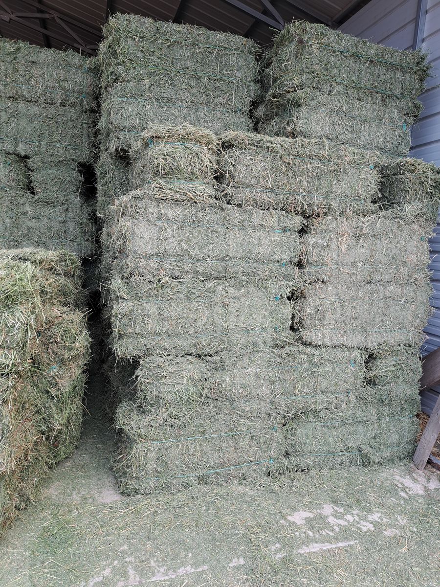 Alfalfa hay 2-string bales