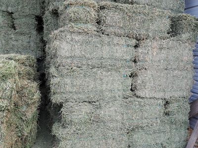 Alfalfa hay 2-string bales