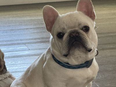 French bulldog stud