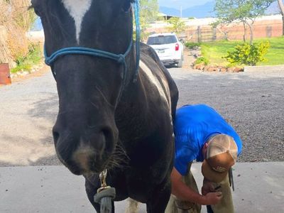 quarter draft gelding