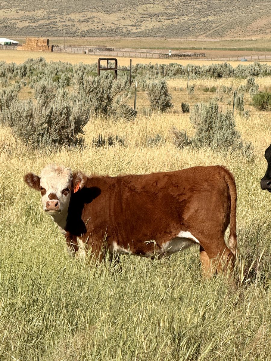 Red mini yearling Heifer Calf