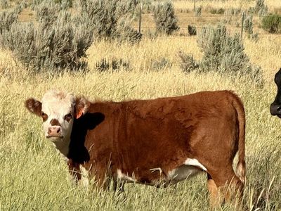 Red mini yearling Heifer Calf