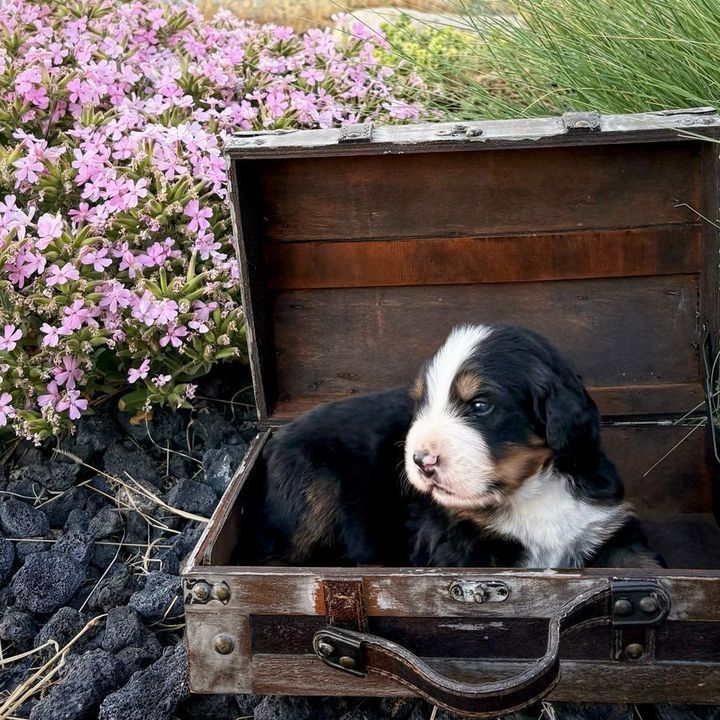 Champion Line Bernese Puppies
