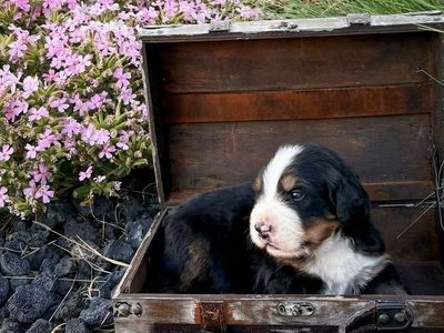 Champion Line Bernese Puppies