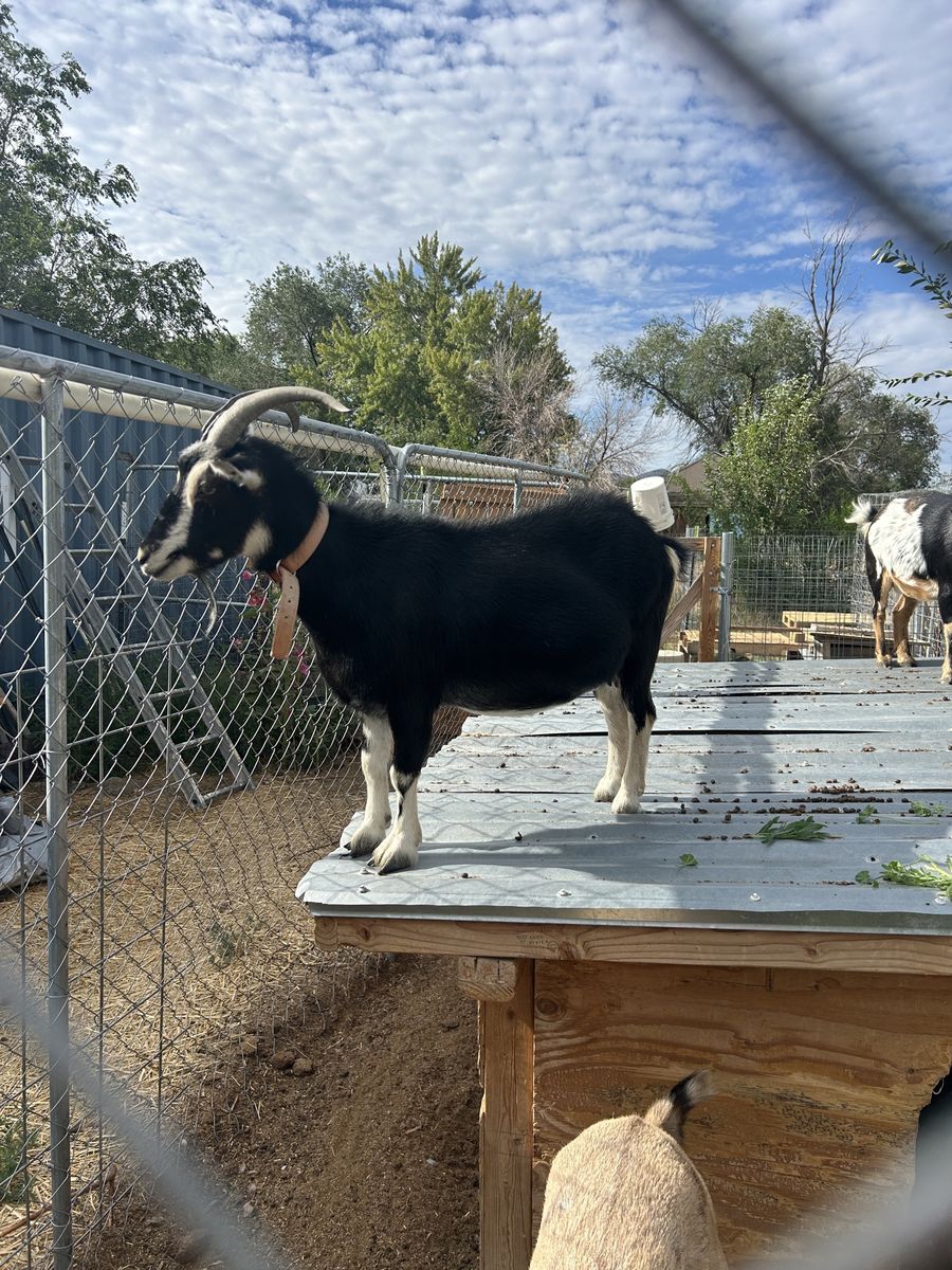 Nigerian dwarf goat