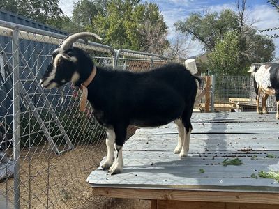 Nigerian dwarf goat