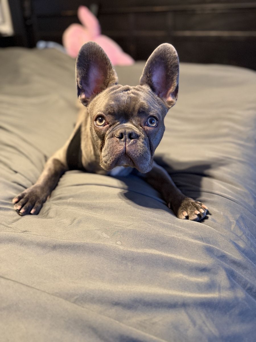 AKC Registered French Bulldog Puppy - Blue Fawn, Male, 10 Months Old neutered