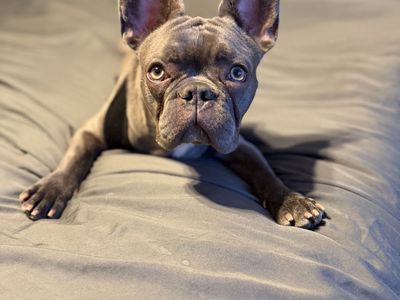 AKC Registered French Bulldog Puppy - Blue Fawn, Male, 10 Months Old neutered
