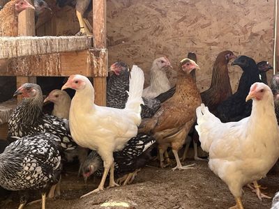 Beautiful pullet hens - bl copper Maran, Easter egger, slv lace Wyandotte, mystic onyx, leghorn