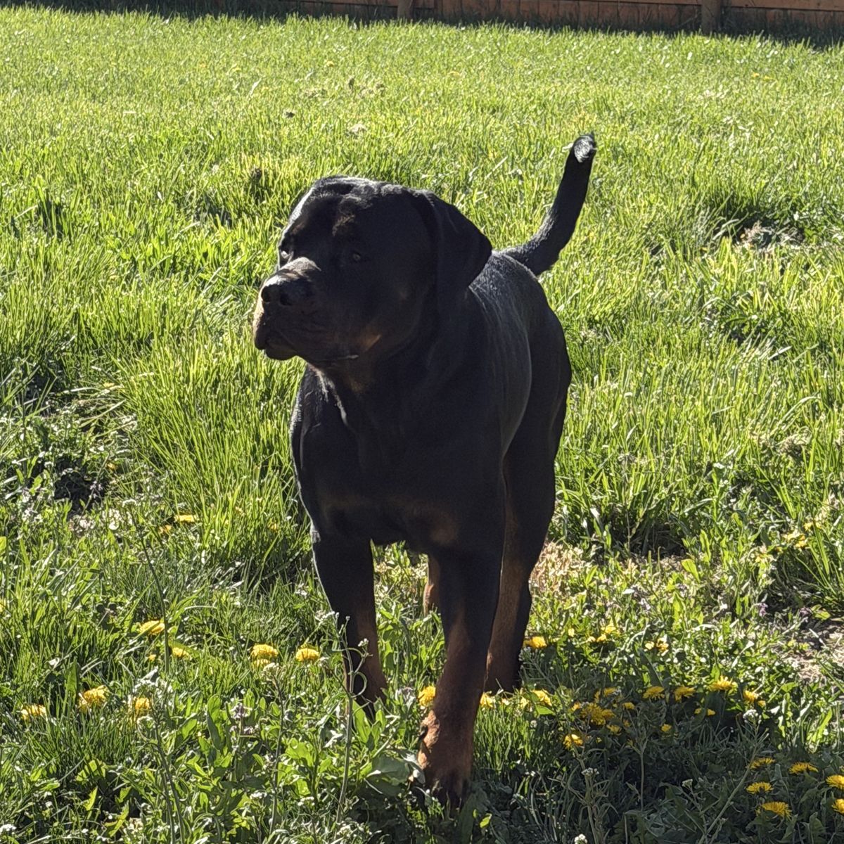 German Rottweiler - Purebred