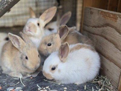 Baby Rhinelander Bunny Rabbits