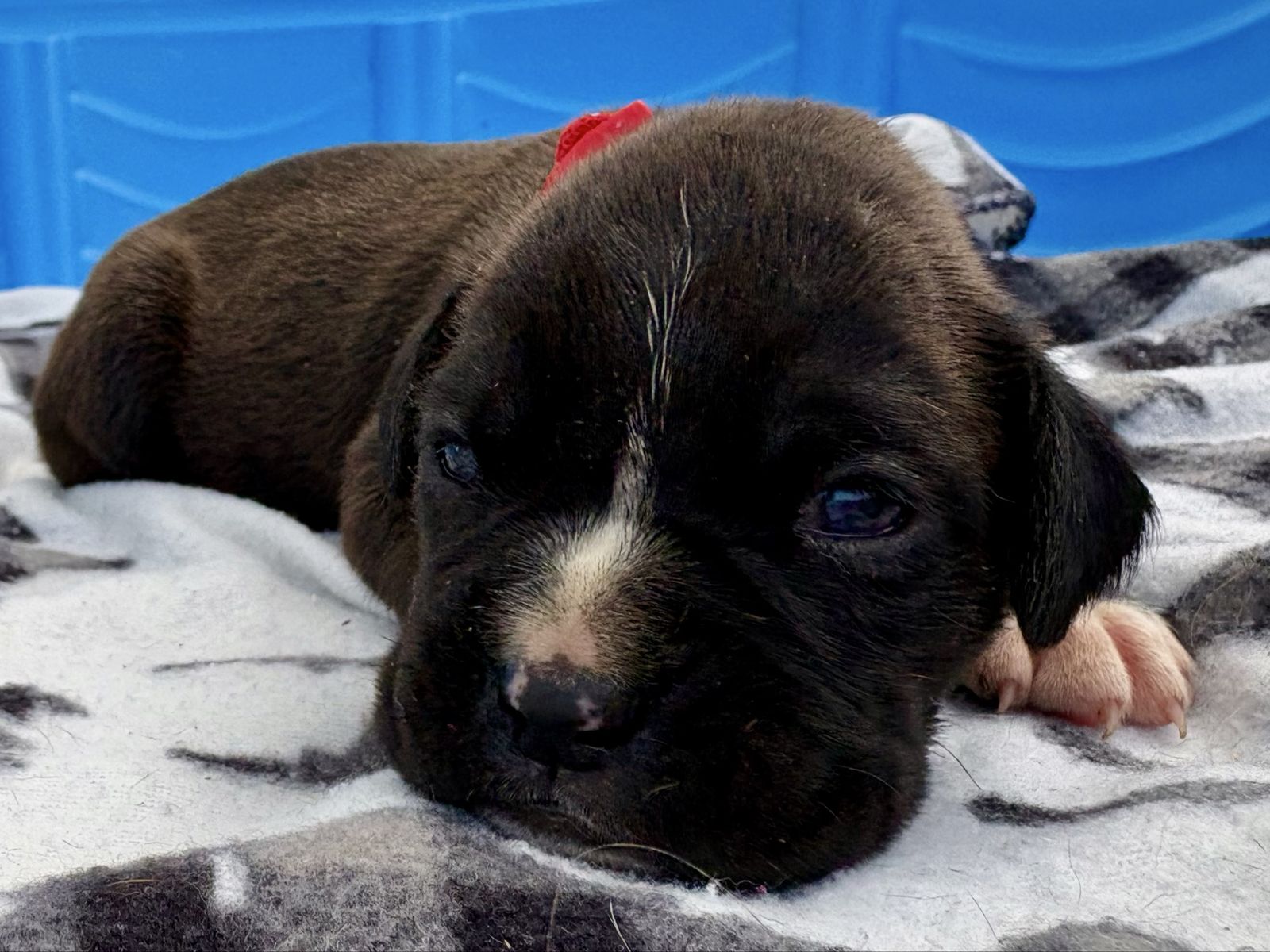 AKC Boxer Puppies! 