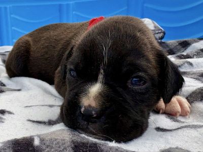AKC Boxer Puppies!