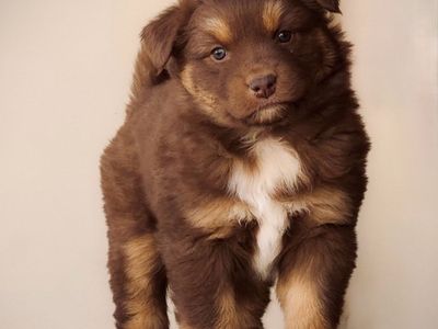 Australian Shepherd Male And One Female Puppy!