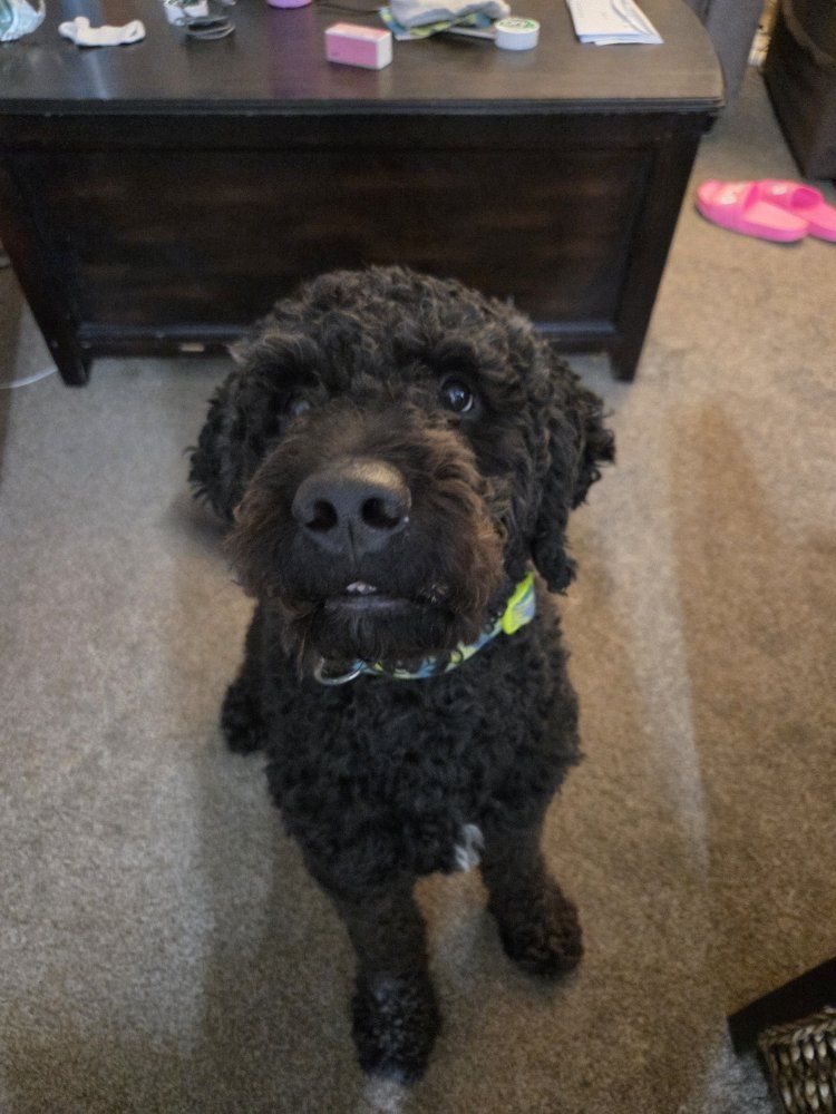 Black Labradoodle Dog - Friendly and Playful