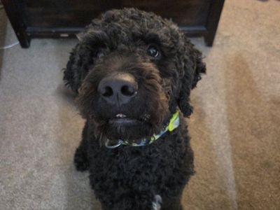 Black Labradoodle Dog - Friendly and Playful