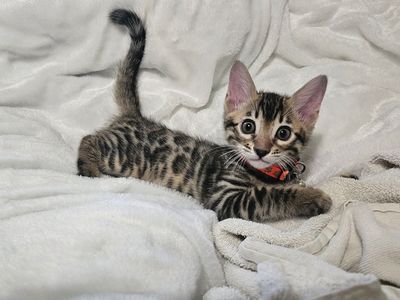 Bengal Kittens looking for their forever homes!!